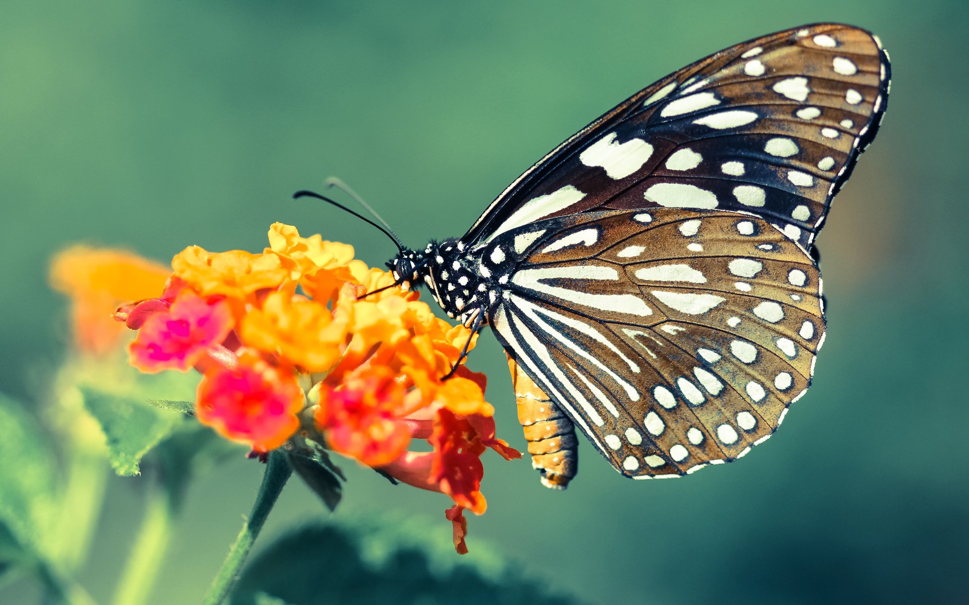 开云体育官网登入-《Dota 2华北职业联赛，LGD赢得赛季冠军》，dota2河北比赛