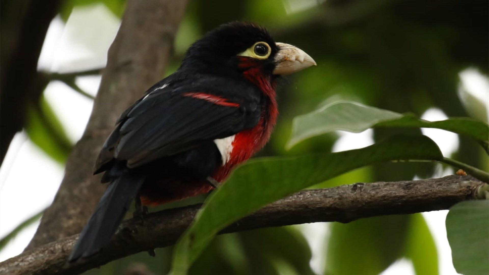 kaiyun.com-塞内加尔马术协会推出青少年马术培训计划，培养未来骑手。，塞内加尔 马内  第1张