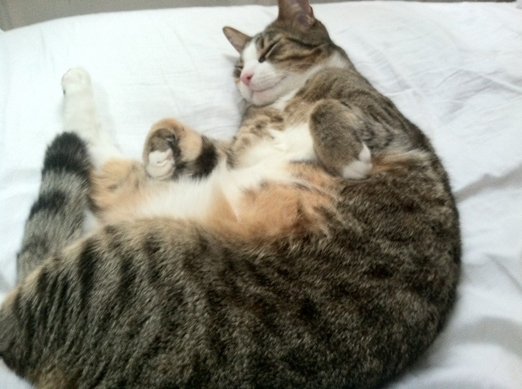 开云备用-守望先锋 更新调整战术格局 输出角色受益明显，守望先锋输出梯队